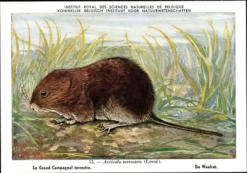 Künstler Ak Arvicola terrestris, Schermaus, Wühlmaus, Institut Royal d. Sciences Naturelles Belgique