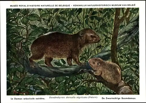 Künstler Ak Dendrohyrax dorsalis nigricans, Regenwald Baumschliefer