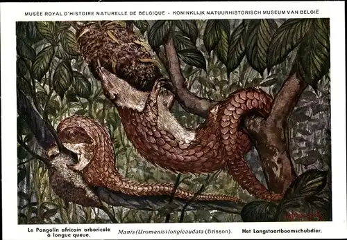 Künstler Ak Manis Uromania longicaudata, Langschwanzschuppentier, Pangolin