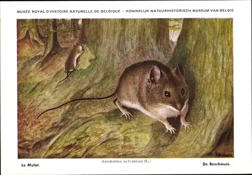 Künstler Ak Apodemus sylvaticus, Waldmaus, Musée Royal D'Histoire Naturelle de Belgique