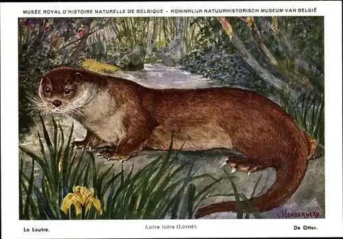 Künstler Ak Lutra lutra, Otter, Musée Royal D'Histoire Naturelle de Belgique