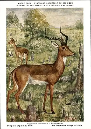 Künstler Ak Aepyceros melampus, Impala, Schwarzfersenantilope, Musée Royal Histoire Naturelle Belg.