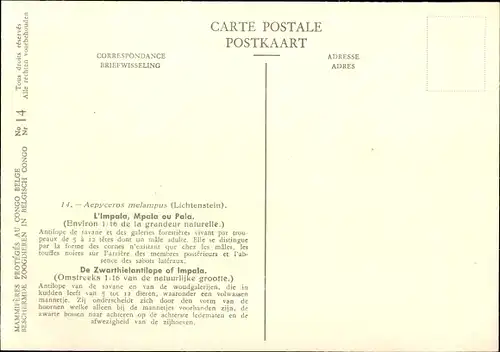 Künstler Ak Aepyceros melampus, Impala, Schwarzfersenantilope, Musée Royal Histoire Naturelle Belg.