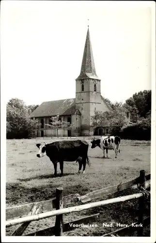 Ak Voorthuizen Barneveld Gelderland Niederlande, Ned. Herv. Kerk, Kühe