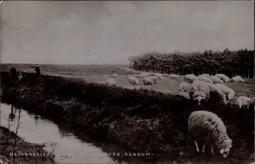 Ak Renkum Gelderland, Heidegezicht bij den Quadenoord, Schafherde am Wasser