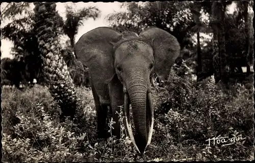 Ak Afrikanische wild lebende Tiere, junger Elefant