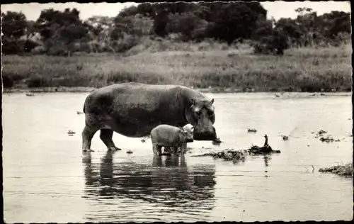 Ak afrikanische Fauna, Nilpferd