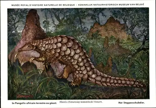 Künstler Ak Manis Smutsia temmincki, Steppenschuppentier, Pangolin