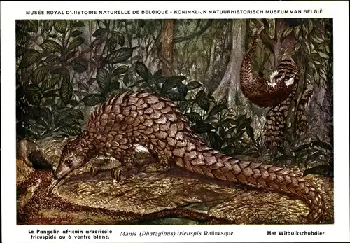 Künstler Ak Manis Phataginus tricuspis, Weißbauchschuppentier, Pangolin