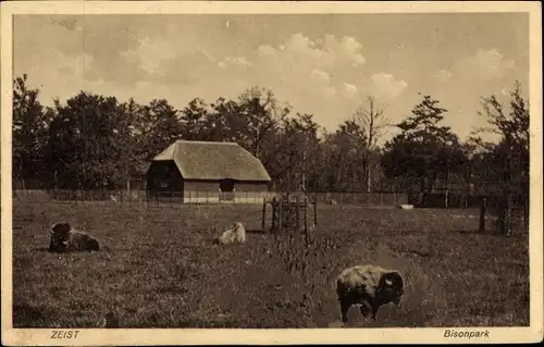 Ak Zeist Utrecht Niederlande, Bisonpark