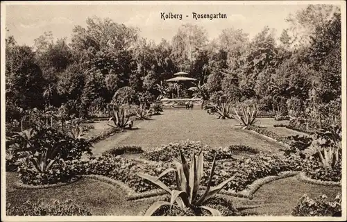 Ak Kołobrzeg Kolberg Pommern, Rosengarten, Stengel 56002