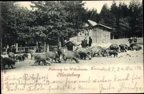 Ak Moritzburg Sachsen, Fütterung der Wildschweine