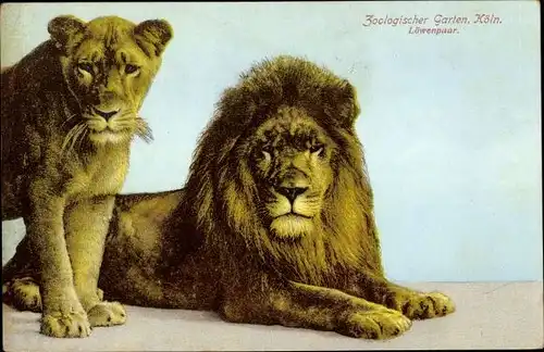 Ak Köln am Rhein, Zoologischer Garten, Löwenpaar