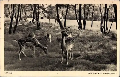 Ak Ermelo Gelderland, Hertenkamp 's Heerenloo, Rehe