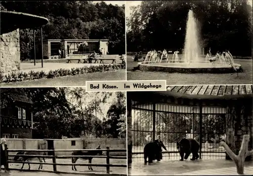 Ak Bad Kösen Naumburg an der Saale, Im Wildgehege, Springbrunnen, Esel