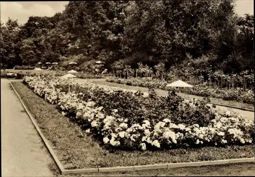 Ak Forst in der Niederlausitz, Rosengarten