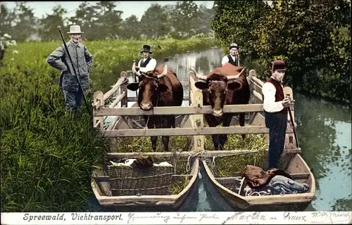 Ak Spreewald, Viehtransport in Spreewaldkähnen, Flusspartie, Rinder