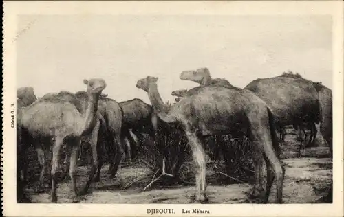 Ak Dschibuti, Kamele