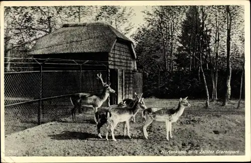 Ak Zeist Utrecht Niederlande, Hertenkamp in 't Zeister Dierenpark