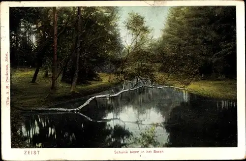 Ak Zeist Utrecht Niederlande, Schuine boom in het Bosch