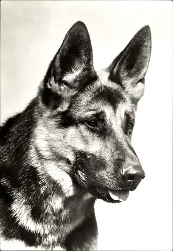 Ak Deutscher Schäferhund, Portrait