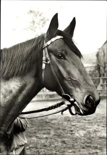 Ak Pferd mit Zaumzeug