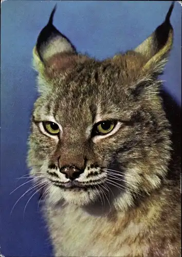 Ak Ein sibirischer Luchs, Zoo Leipzig