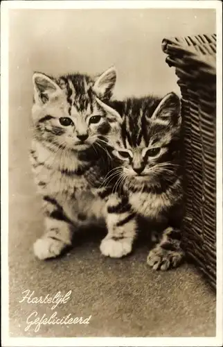 Ak Glückwunsch Geburtstag, Zwei kleine getigerte Katzen