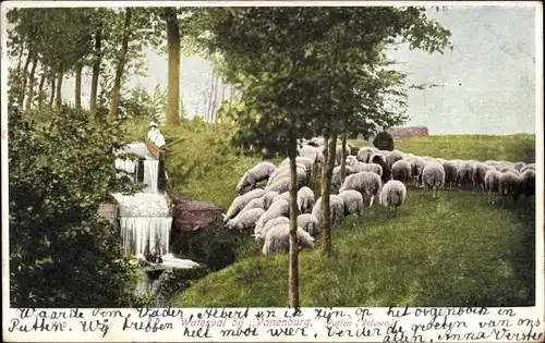 Ak Putten Gelderland, Waterval bij Vanenburg, Schafherde