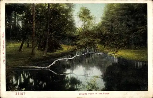 Ak Zeist Utrecht Niederlande, Schuine boom in het Bosch
