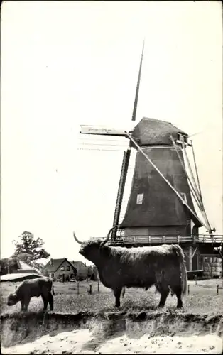 Ak Zwiep Gelderland, Molen, Rinder