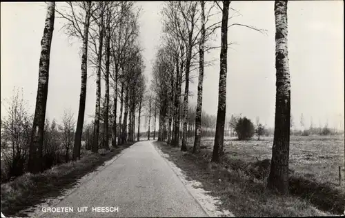 Ak Heesch Nordbrabant Niederlande, Birkenallee