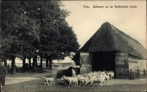 Ak Ede Gelderland Niederlande, Schapen op de Ginkelsche heide