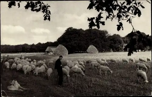 Ak Epe Gelderland Niederlande, Schäfer mit Schafen