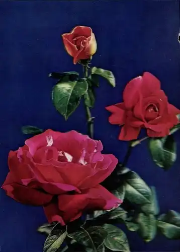 3-D Ak Rosen, Blüten und Knospe