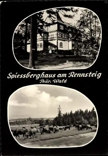 Ak Friedrichroda im Thüringer Wald, Hotel-Berggasthof "Spießberghaus", Kühe