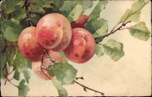 Ak Pfirsiche an Zweigen
