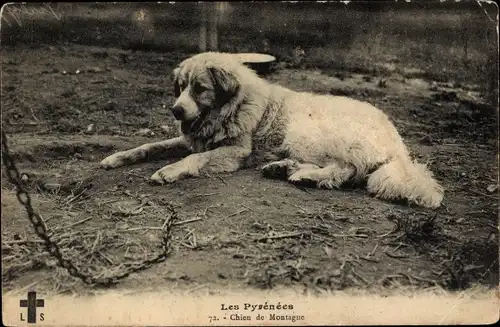 Ak Les Pyrenäen, Sennenhund