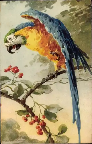 Künstler Ak Klein, Catharina, Papagei mit buntem Federkleid