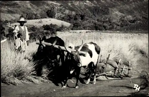 Ak Madagaskar, Szenen aus dem madagassischen Leben