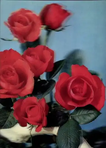 3D Ak Rote Rosen, Blüten