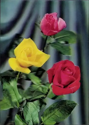 3D Ak Drei verschiedenfarbige Rosen