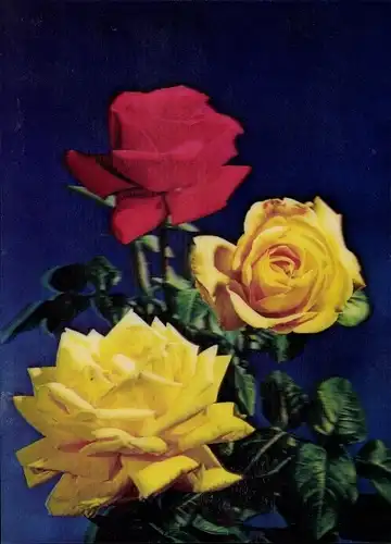 3D Ak Rote und gelbe Rosen