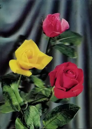 3D Ak Verschiedenfarbige Rosen, Blüten