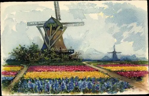 Künstler Ak Holländische Windmühlen und Blumenfelder