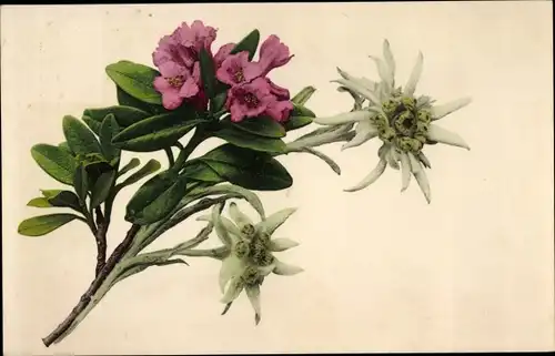 Ak Edelweiß und Rhododendron
