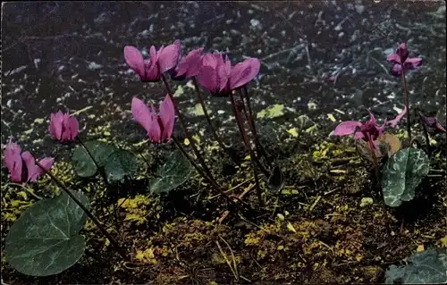 Ak Nenke und Ostermaier, Photochromie, Cyclamen europaeum, Alpenveilchen