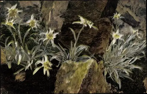 Ak Nenke und Ostermaier Nr. 896, Alpenflora, Leontopodium alpinum, Edelweiß, Photochromie