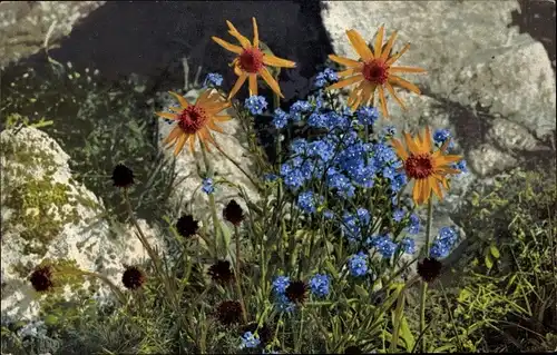 Ak Photochromie, Nenke und Ostermaier 504, Arnica montana, Mysotia alpestris, Nigritella nigra