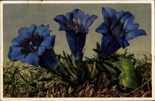 Ak Gentiana acaulis, Stengelloser Enzian